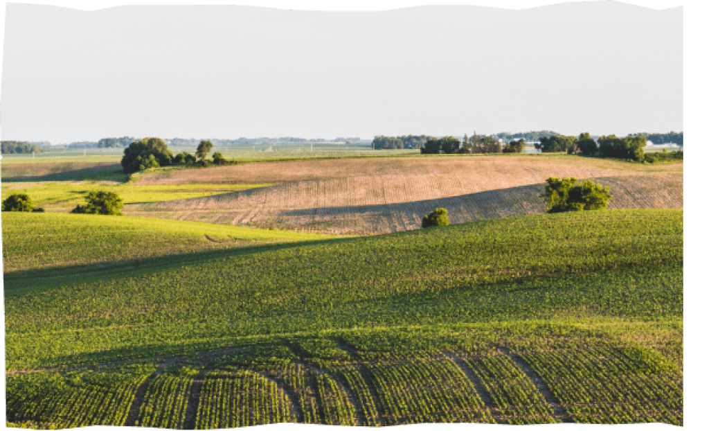 Sicht auf ein idyllisches grünes Kartoffelfeld vor blauem Himmel.