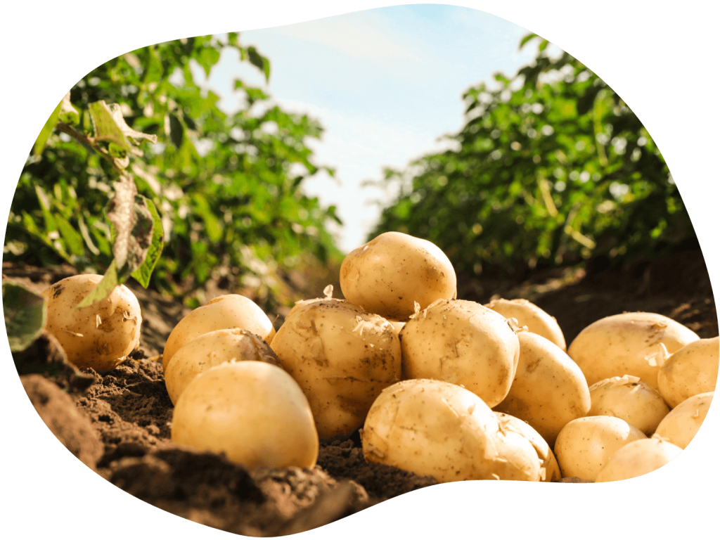 Ein Haufen Kartoffeln auf dem Feld.