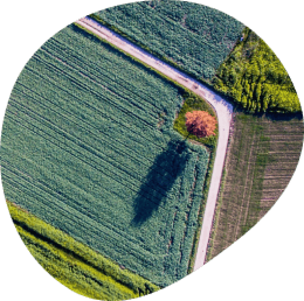 Baum auf dunkelgrünem Feld von oben.